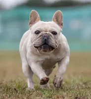 Tofu, a female French Bulldog for sale in Foley, AL – 7 of 7