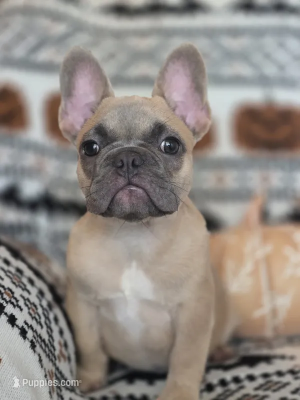Gaz – French Bulldog puppy for sale in Foley, AL