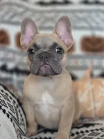 Gaz, a female French Bulldog for sale in Foley, AL – 1 of 10