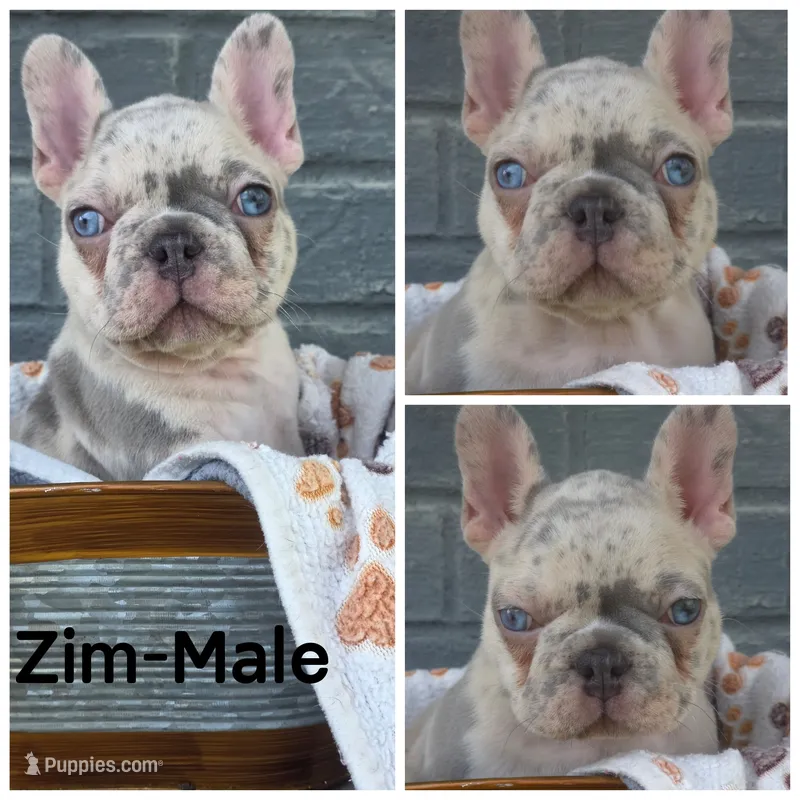 Zim – French Bulldog puppy for sale in Foley, AL