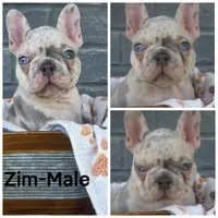 Zim, a male French Bulldog for sale in Foley, AL – 1 of 4