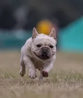 Tofu, a female French Bulldog for sale in Foley, AL – 1 of 7