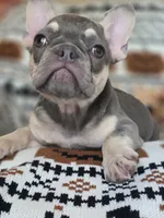 GIR, a female French Bulldog for sale in Foley, AL – 3 of 10