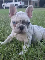 Zim, a male French Bulldog for sale in Foley, AL – 3 of 4