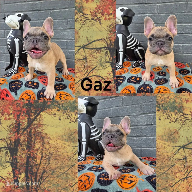 Gaz – French Bulldog puppy for sale in Foley, AL