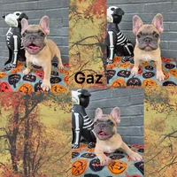 Gaz, a female French Bulldog for sale in Foley, AL – 4 of 10