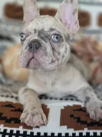 Zim, a male French Bulldog for sale in Foley, AL – 3 of 10
