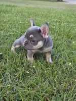 GIR, a female French Bulldog for sale in Foley, AL – 3 of 4