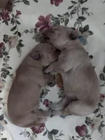 processed/196b98b2-feac-4c14-b599-05717e3da07b/facility/1a151939-e171-4b08-9eec-21ae9a3802ed