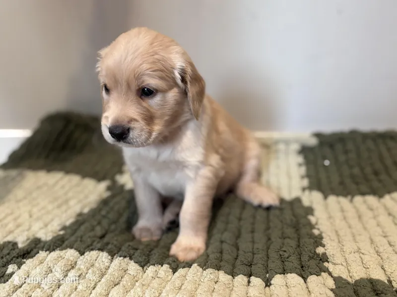 Orange Boy – Golden Retriever puppy for sale in Rawlins, WY
