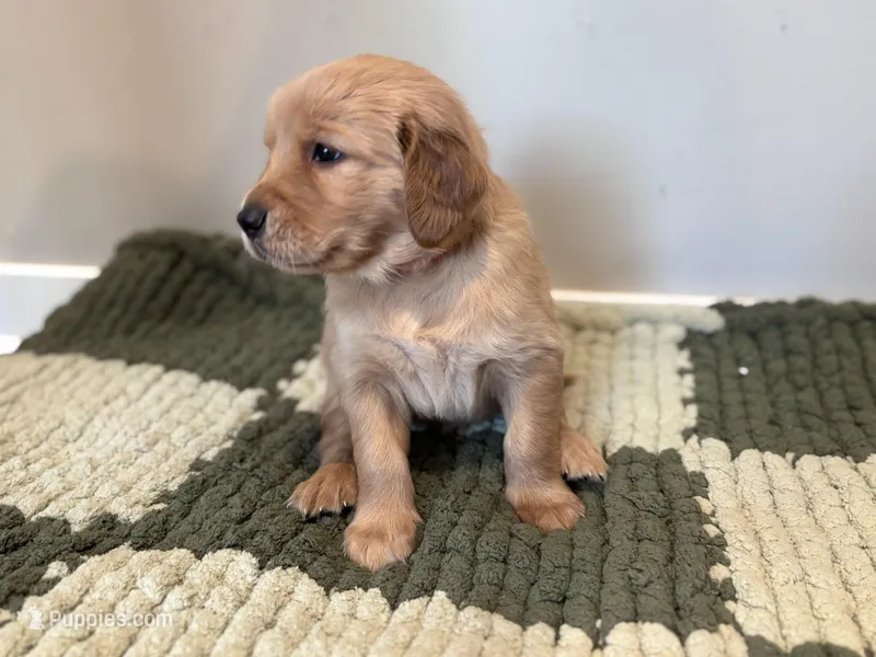 Red Boy – Golden Retriever puppy for sale in Rawlins, WY