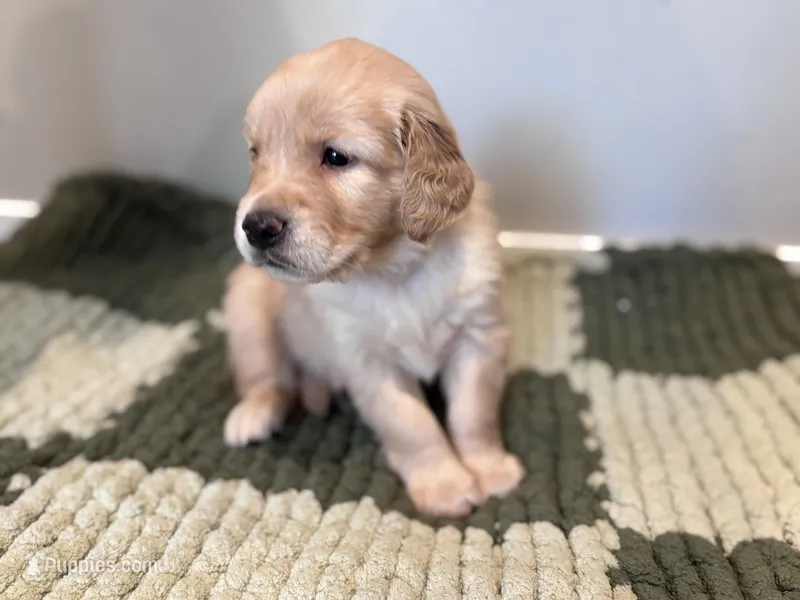 Green Boy – Golden Retriever puppy for sale in Rawlins, WY