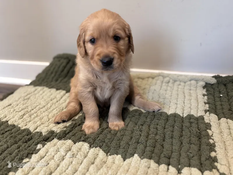 Blue Boy – Golden Retriever puppy for sale in Rawlins, WY