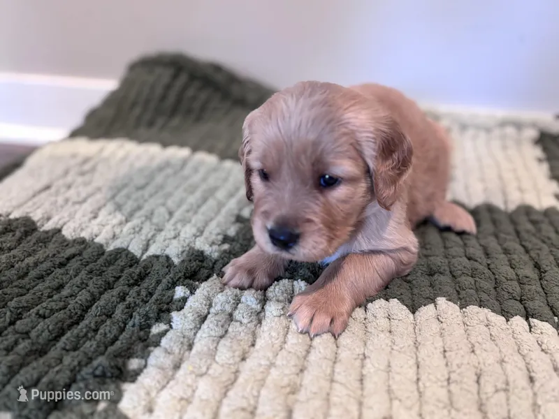 Black Boy – Golden Retriever puppy for sale in Rawlins, WY