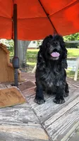 Merlin , a male Cocker Spaniel for sale in Fort Valley, GA – 8 of 8