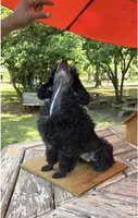 Diva, a female Poodle - Toy  for sale in Fort Valley, GA – 2 of 7