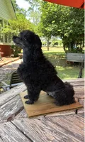 Diva, a female Poodle - Toy  for sale in Fort Valley, GA – 7 of 7