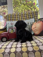 ROCKY, a male Cocker Spaniel for sale in Fort Valley, GA – Photo 8 of 8