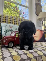 ROCKY, a male Cocker Spaniel for sale in Fort Valley, GA – Photo 6 of 8