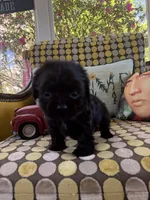 ROCKY, a male Cocker Spaniel for sale in Fort Valley, GA – Photo 7 of 8