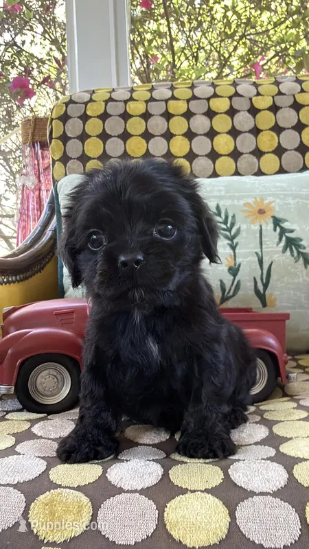 ROCKY – Cocker Spaniel puppy for sale in Fort Valley, GA
