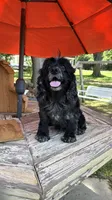 Merlin , a male Cocker Spaniel for sale in Fort Valley, GA – 1 of 8