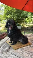 Diva, a female Poodle - Toy  for sale in Fort Valley, GA – 5 of 7