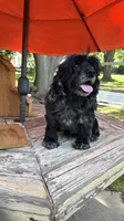 Merlin , a male Cocker Spaniel for sale in Fort Valley, GA – 7 of 8