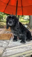 Merlin , a male Cocker Spaniel for sale in Fort Valley, GA – 4 of 8