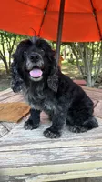 Merlin , a male Cocker Spaniel for sale in Fort Valley, GA – 2 of 8