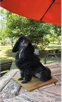 Diva, a female Poodle - Toy  for sale in Fort Valley, GA – 4 of 7