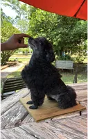 Diva, a female Poodle - Toy  for sale in Fort Valley, GA – 3 of 7