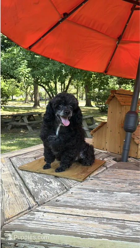 Diva – Poodle - Toy  puppy for sale in Fort Valley, GA