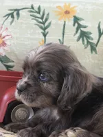 BLUEY, a male Cocker Spaniel for sale in Fort Valley, GA – Photo 6 of 9