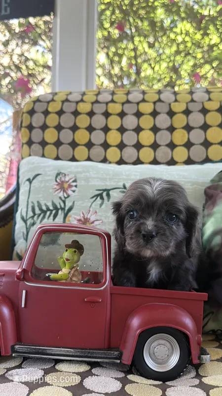 BLUEY – Cocker Spaniel puppy for sale in Fort Valley, GA