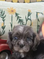 BLUEY, a male Cocker Spaniel for sale in Fort Valley, GA – Photo 5 of 9
