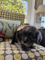 BLUEY, a male Cocker Spaniel for sale in Fort Valley, GA – Photo 8 of 9