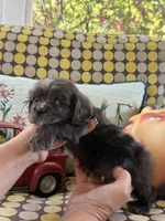 BLUEY, a male Cocker Spaniel for sale in Fort Valley, GA – Photo 7 of 9