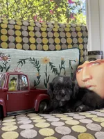 BLUEY, a male Cocker Spaniel for sale in Fort Valley, GA – Photo 9 of 9