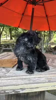 Merlin , a male Cocker Spaniel for sale in Fort Valley, GA – 6 of 8