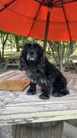 Merlin , a male Cocker Spaniel for sale in Fort Valley, GA – 3 of 8