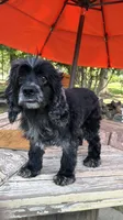 Merlin , a male Cocker Spaniel for sale in Fort Valley, GA – 5 of 8