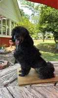 Diva, a female Poodle - Toy  for sale in Fort Valley, GA – 6 of 7