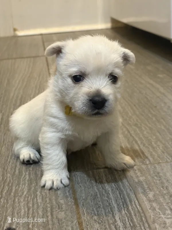 Blue – West Highland White Terrier puppy for sale in Norwood, LA