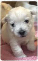 Blue, a male West Highland White Terrier for sale in Norwood, LA – 2 of 2