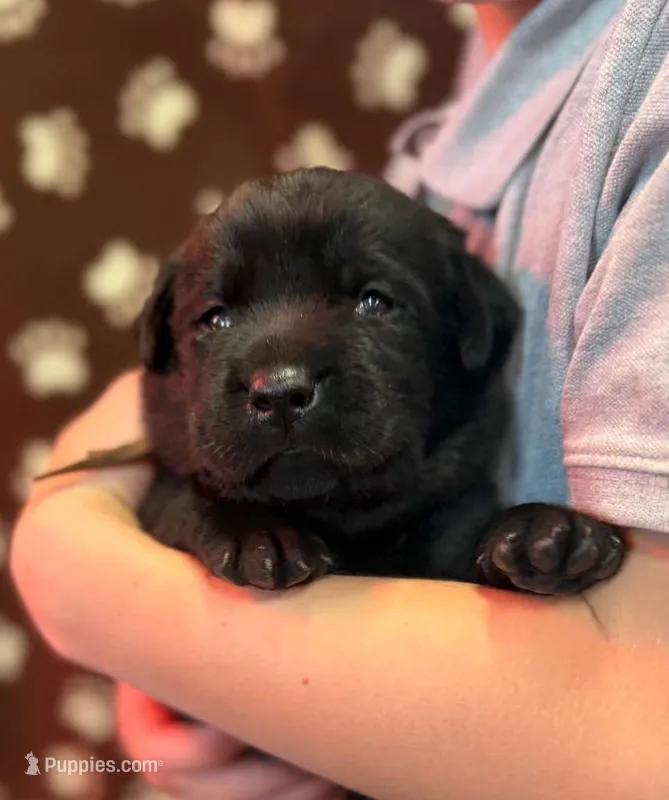 Tucker – Labrador Retriever puppy for sale in Seneca Falls, NY