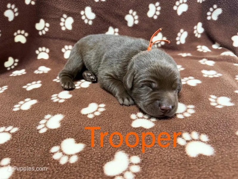Trooper – Labrador Retriever puppy for sale in Seneca Falls, NY