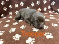 Trooper, a male Labrador Retriever for sale in Seneca Falls, NY – Photo 1 of 2