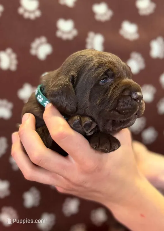 Rusty – Labrador Retriever puppy for sale in Seneca Falls, NY