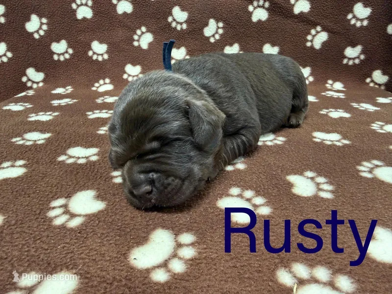Rusty – Labrador Retriever puppy for sale in Seneca Falls, NY
